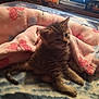 animal, bedroom, blanket, cat, comfort, cozy, curious, cute, feline, floral_pattern, fur, indoor, kitten, pet, pink_blanket, resting, small, soft_texture, tabby, young_cat