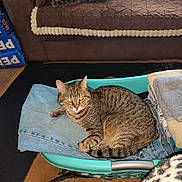 Sapphire joined the competition — help win amazing prizes! brown_couch, carpet, cat, comfort, couch, domestic_animal, feline, folded_clothes, home, household, indoor, jeans, laundry_basket, living_room, pepsi_boxes, pet, relaxation, resting, tabby_cat, towels