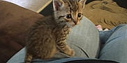 Sapphire is registered to the contest to win money with this photo: animal, carpet, cat, clothing, couch, curious, cute, feline, home, indoor, jeans, kitten, lap, person, pet, sitting, small, striped, tabby, young
