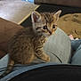 animal, carpet, cat, clothing, couch, curious, cute, feline, home, indoor, jeans, kitten, lap, person, pet, sitting, small, striped, tabby, young