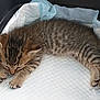 adorable, animal, cat, cozy, cute, feline, fur, indoors, kitten, paw, pet, relaxing, resting, sleeping, small, soft, striped, tabby, white_pad, young