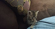 Sapphire is registered to the contest to win money with this photo: animal, blue, brown, cat, climbing, couch, curious, cute, domestic, feline, furniture, indoor, jeans, kitten, pet, pillow, resting, small, soft, young
