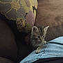 animal, blue, brown, cat, climbing, couch, curious, cute, domestic, feline, furniture, indoor, jeans, kitten, pet, pillow, resting, small, soft, young
