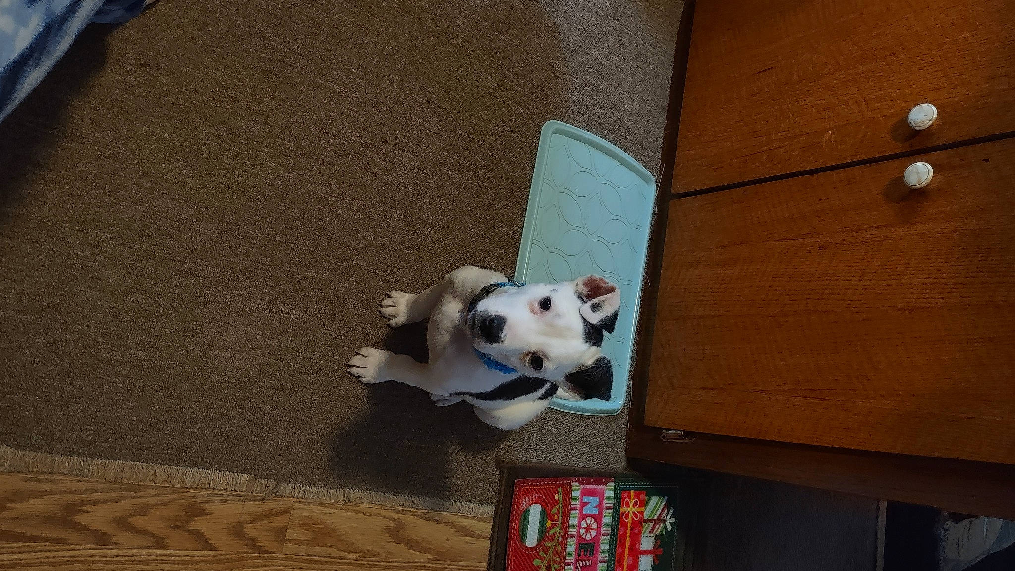 Ace joined the competition — help win amazing prizes! art, audio_equipment, canidae, carnivore, companion_dog, dog_breed, fawn, felidae, floor, flooring, fur, hardwood, plush, small_to_medium_sized_cats, snout, stuffed_toy, tail, toy, whiskers, wood