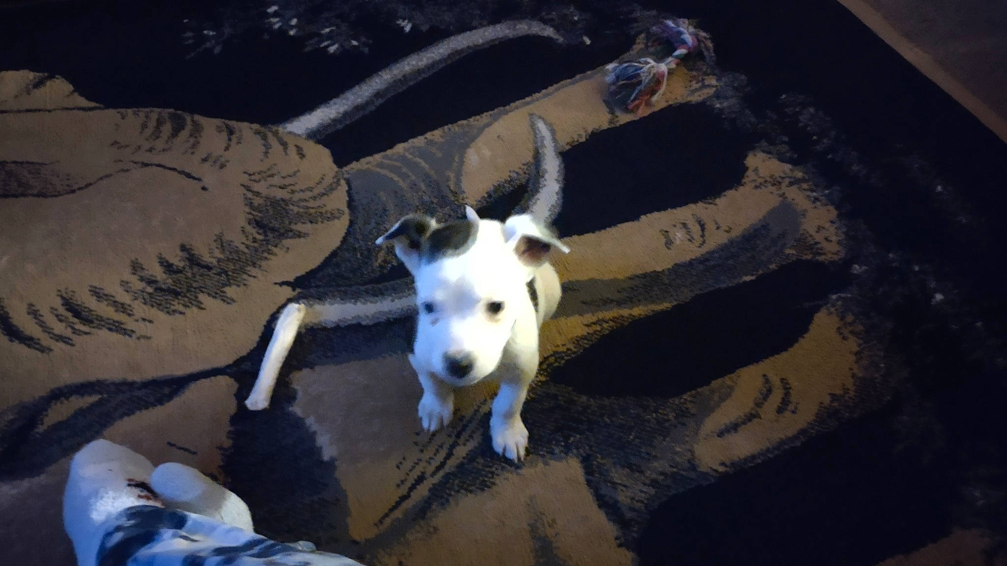 Ace joined the competition — help win amazing prizes! canidae, companion_dog, dog, dog_breed, fawn, fur, goat_antelope, goats, horn, livestock, paw, shadow, snout, sporting_group, tail, terrestrial_animal, toy_dog, whiskers, wing, working_animal