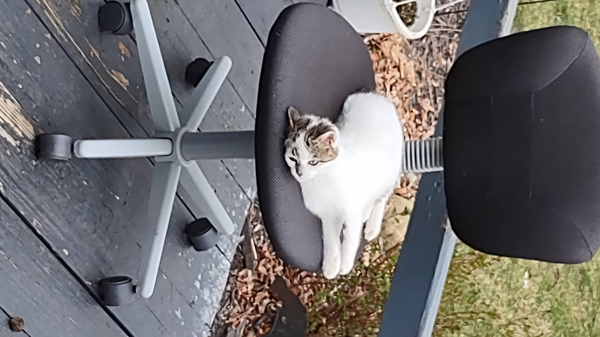 Baby joined the competition — help win amazing prizes! auto_part, automotive_design, automotive_lighting, automotive_tire, automotive_wheel_system, carnivore, cat, domestic_short_haired_cat, felidae, fender, fur, grey, luxury_vehicle, metal, small_to_medium_sized_cats, tail, vehicle_door, whiskers, wood