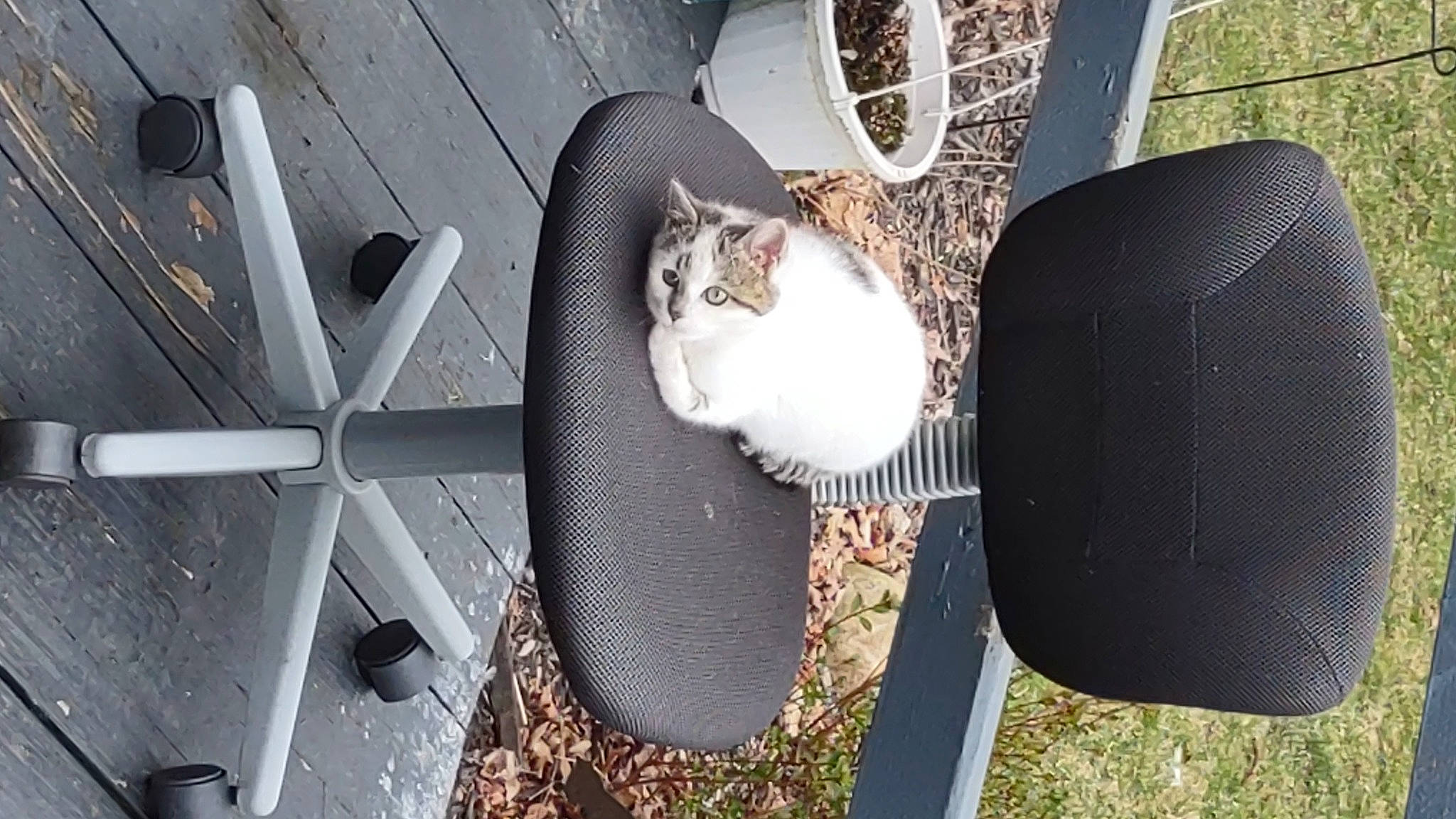 Baby is registered to the contest to win money with this photo: auto_part, automotive_exterior, automotive_lighting, automotive_tire, carnivore, cat, cat_supply, chair, domestic_short_haired_cat, felidae, fender, fur, grille, pet_supply, plant, small_to_medium_sized_cats, tail, vehicle_door, whiskers, wood