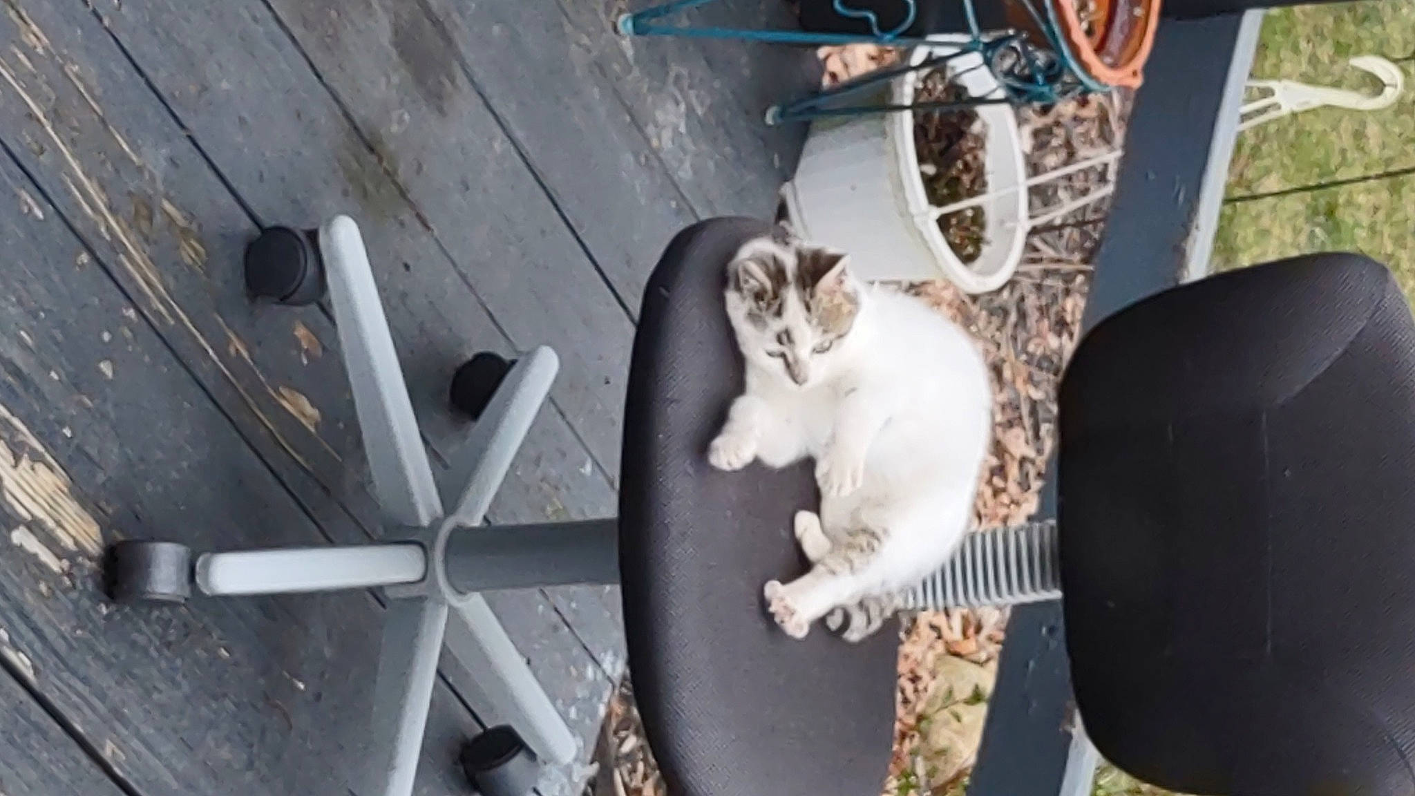 Baby joined the competition — help win amazing prizes! auto_part, automotive_exterior, automotive_tire, automotive_wheel_system, carnivore, cat, companion_dog, domestic_short_haired_cat, felidae, fender, flooring, food, fur, hardwood, metal, small_to_medium_sized_cats, sporting_group, tail, whiskers, wood