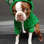 Wren is registered to the contest to win money with this photo: dog, hoodie, green_hoodie, brown_and_white_dog, costume, pet, animal, cute, portrait, indoor, facing_camera, sitting, clothing, ears, expression, single_animal, domestic_animal, canine, isolated_background, studio_like