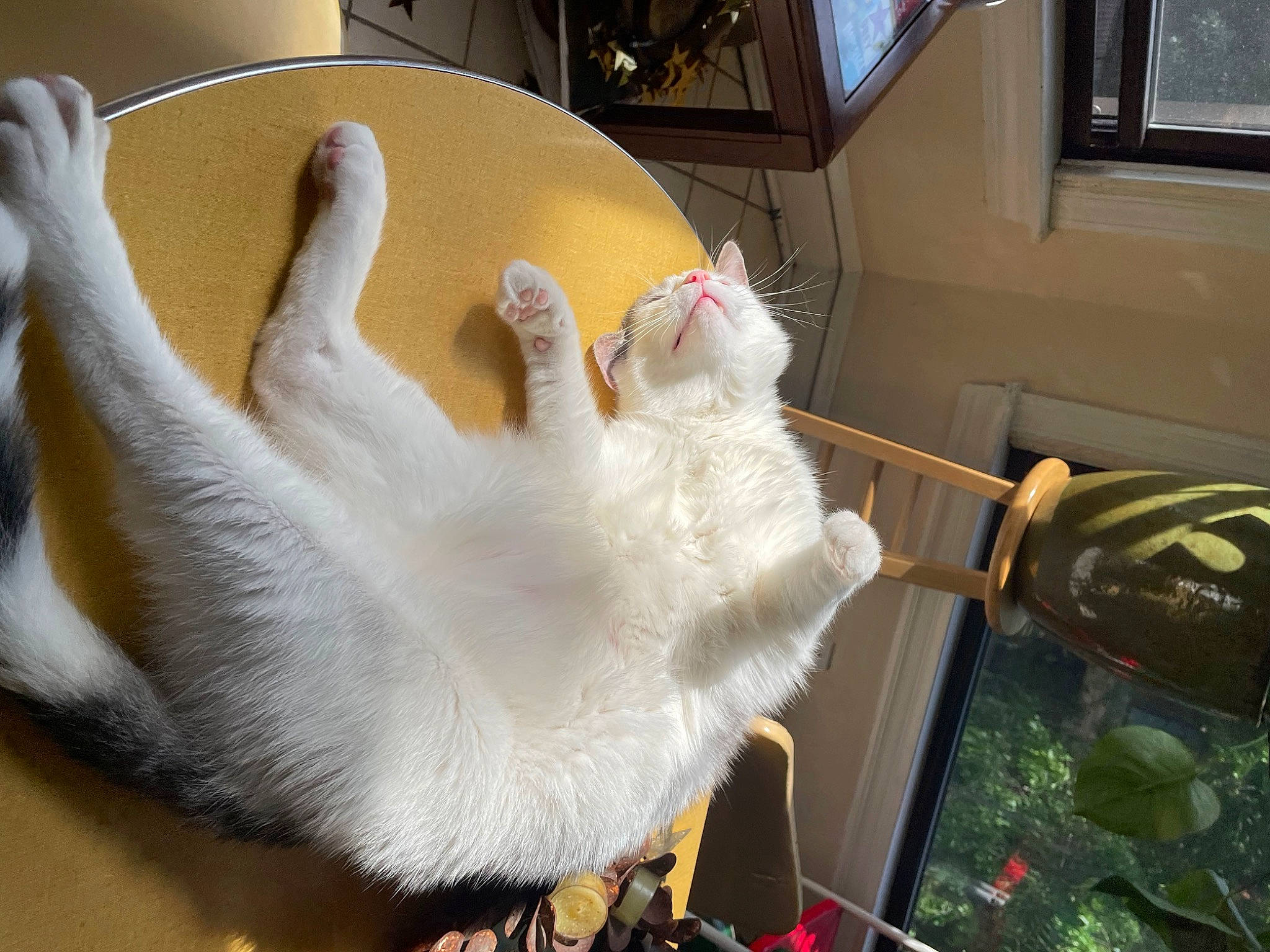 Roscoe is registered to the contest to win money with this photo: canidae, carnivore, cat, claw, comfort, companion_dog, domestic_short_haired_cat, fawn, felidae, fur, gadget, paw, picture_frame, room, small_to_medium_sized_cats, snout, stuffed_toy, tail, whiskers, window