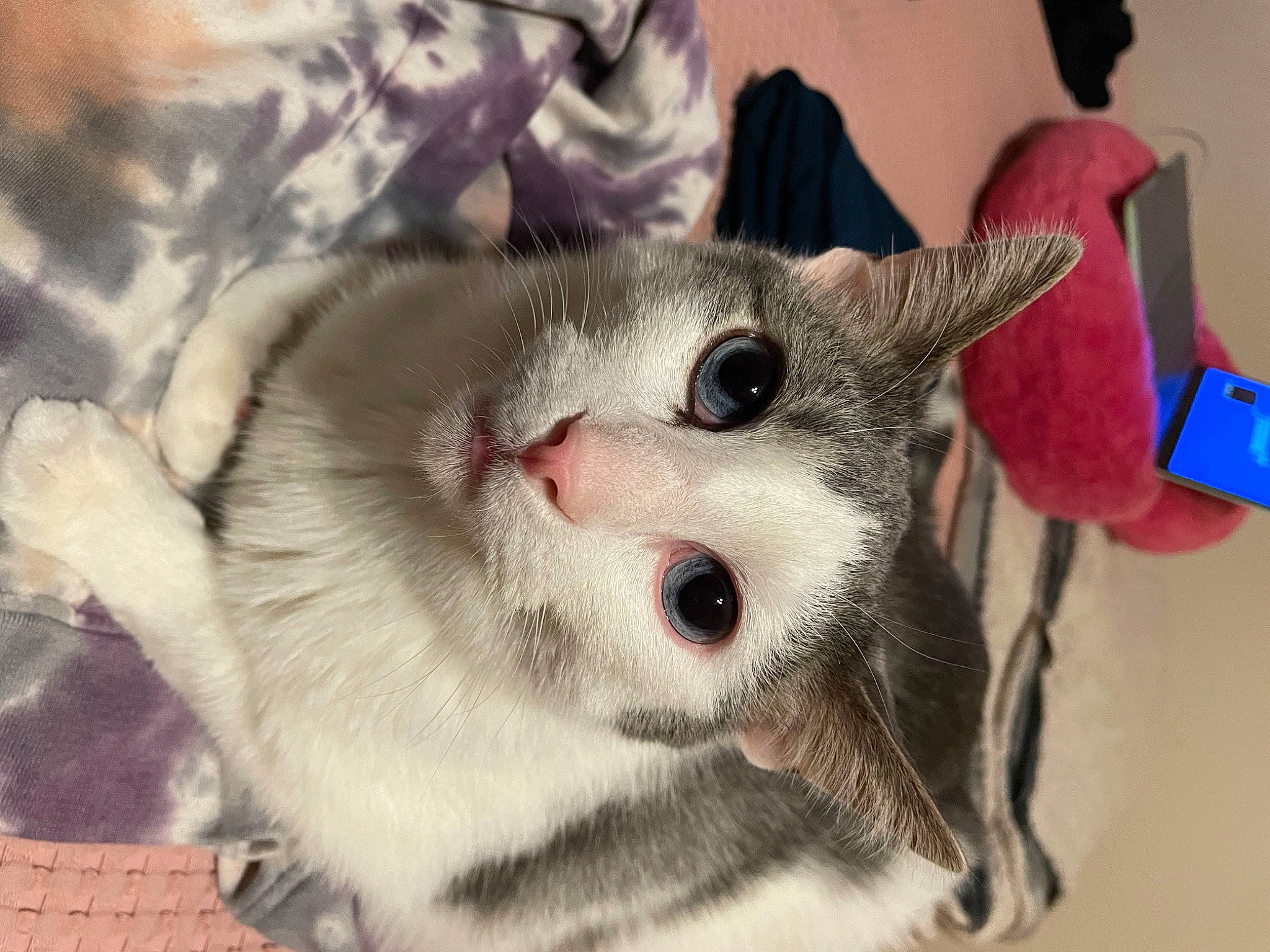 Roscoe is registered to the contest to win money with this photo: carnivore, cat, claw, domestic_short_haired_cat, ear, fawn, felidae, fur, paw, small_to_medium_sized_cats, snout, terrestrial_animal, whiskers