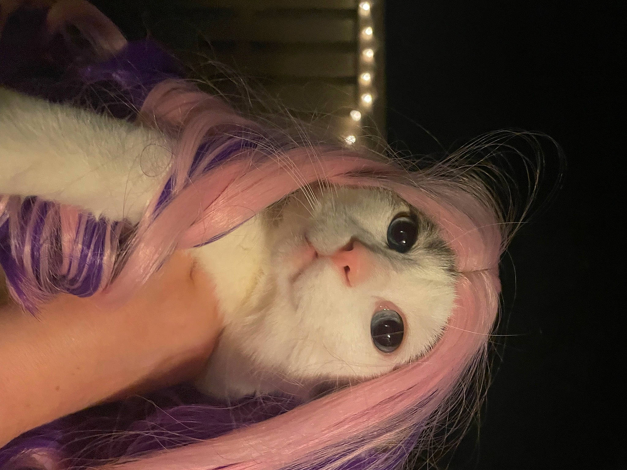 Roscoe is registered to the contest to win money with this photo: beard, carnivore, cat, chest, ear, eye, eyelash, fawn, felidae, fur, head, human_body, iris, jaw, neck, small_to_medium_sized_cats, snout, sunglasses, trunk, whiskers