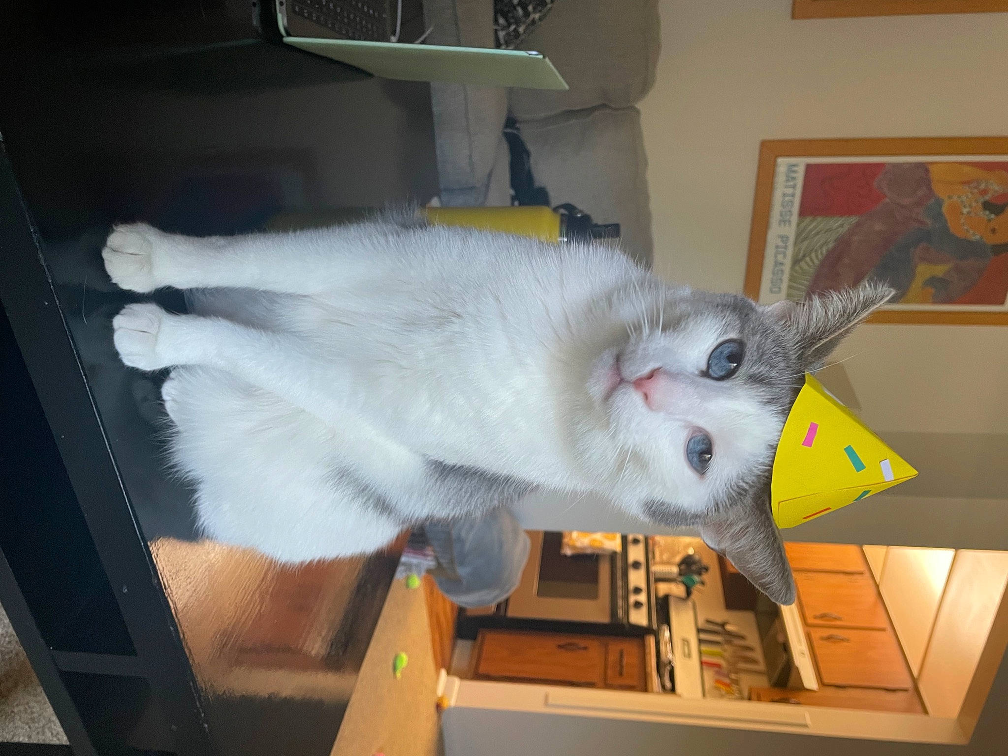 Roscoe joined the competition — help win amazing prizes! carnivore, cat, claw, cockatoo, domestic_short_haired_cat, ear, fang, felidae, flooring, fur, paw, room, small_to_medium_sized_cats, tail, whiskers