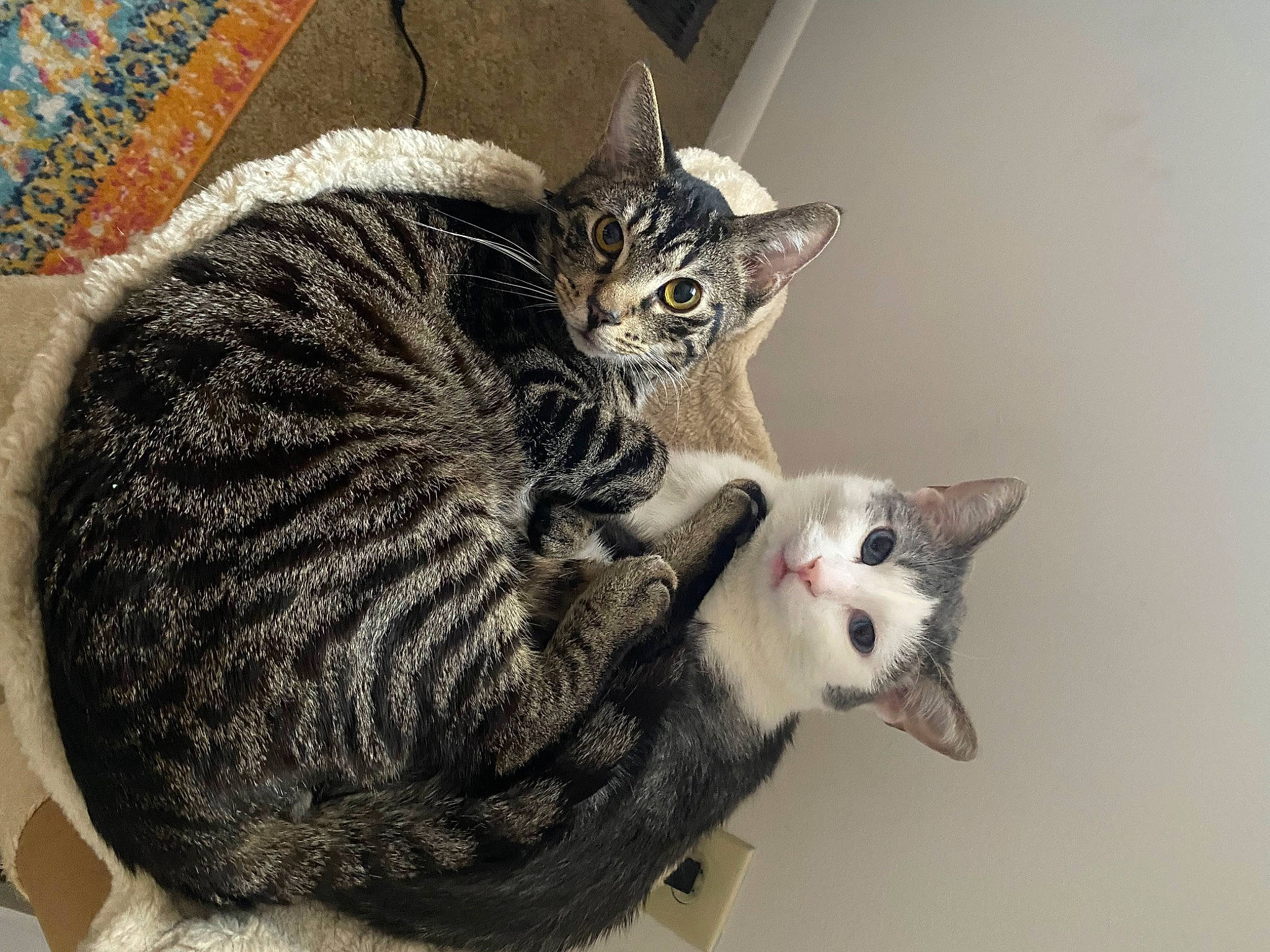 Joey joined the competition — help win amazing prizes! carnivore, cat, claw, comfort, domestic_short_haired_cat, door, felidae, fur, grey, paw, small_to_medium_sized_cats, snout, tail, whiskers