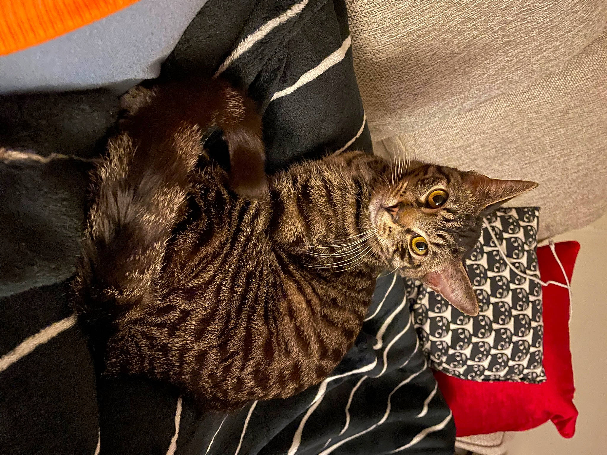 Joey joined the competition — help win amazing prizes! bag, carnivore, cat, claw, domestic_short_haired_cat, event, fashion_accessory, feather, felidae, fur, hat, linens, pattern, small_to_medium_sized_cats, tail, thread, whiskers