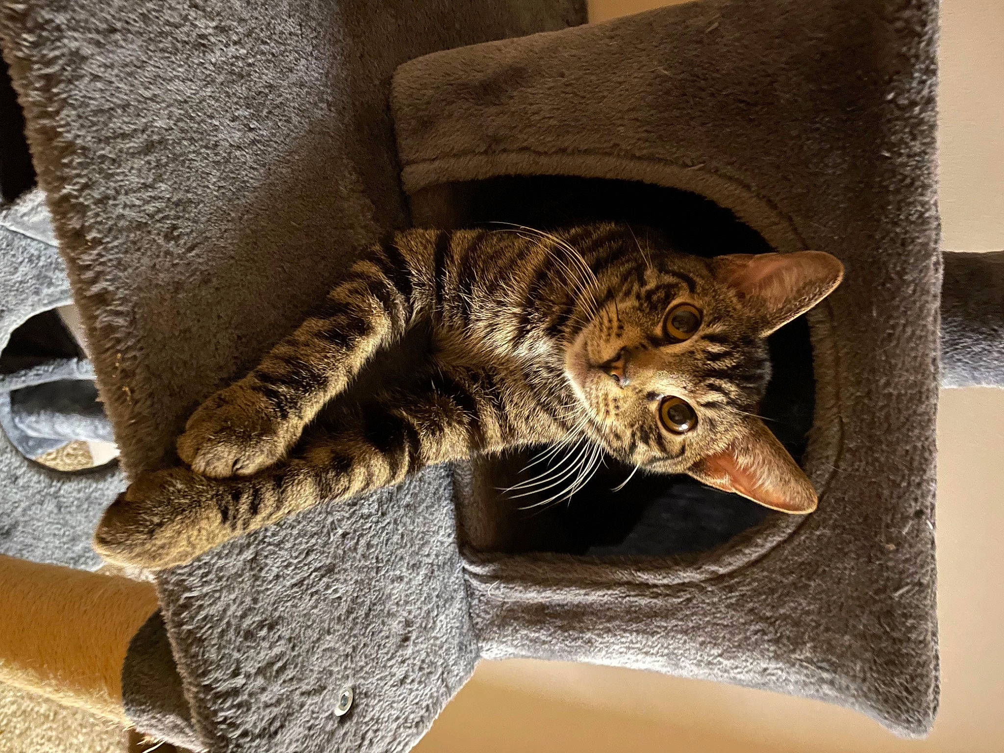 Joey joined the competition — help win amazing prizes! art, artifact, carnivore, cat, claw, creative_arts, fashion_accessory, felidae, fish, flooring, fur, metal, paper, sculpture, small_to_medium_sized_cats, tail, terrestrial_animal, visual_arts, whiskers, wood