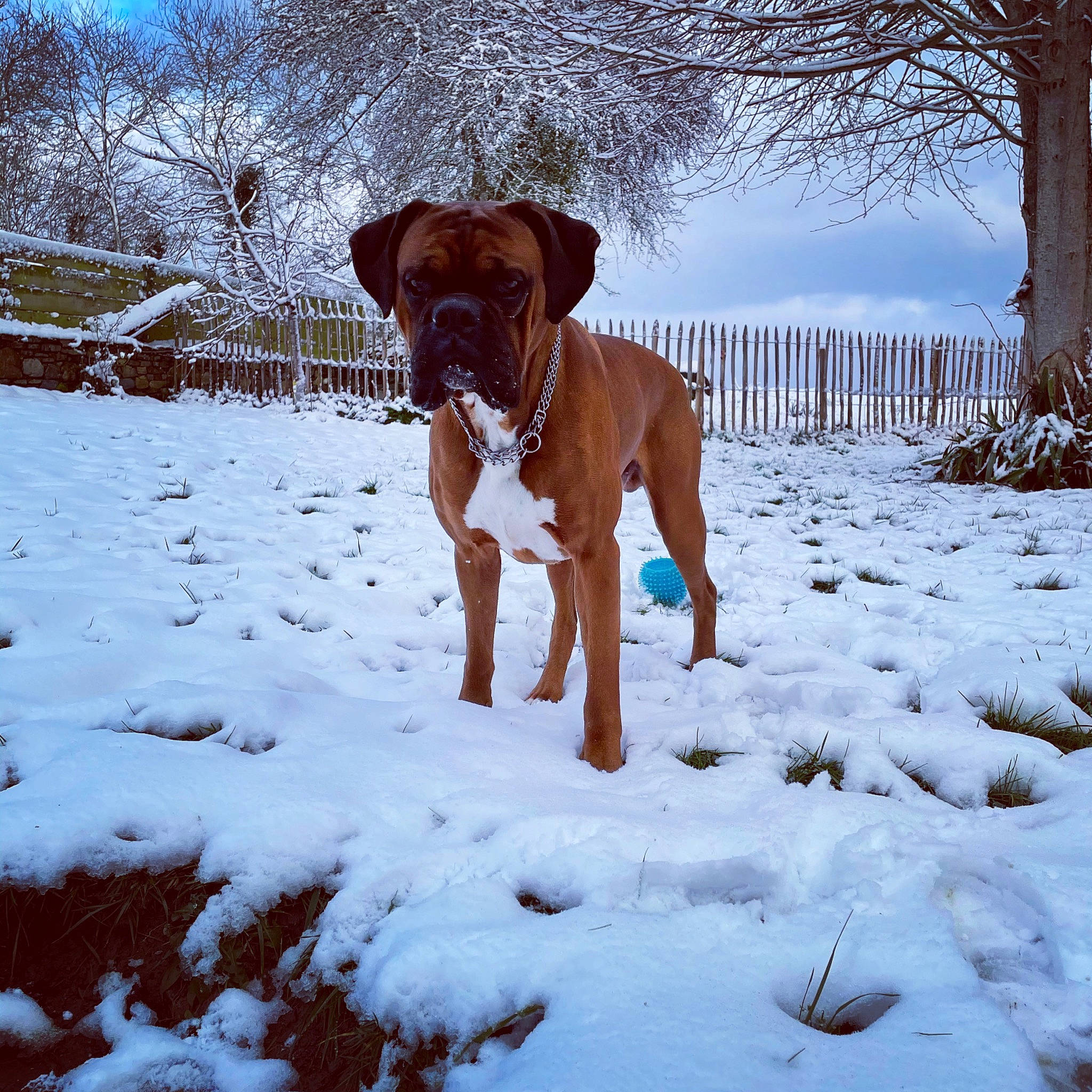 Nikka a rejoint le concours — aidez-le/la à gagner de superbes lots ! canidae, carnivore, companion_dog, dog, dog_breed, dog_collar, fawn, freezing, landscape, pet_supply, precipitation, sky, snout, snow, sporting_group, tail, tree, winter, working_animal, working_dog