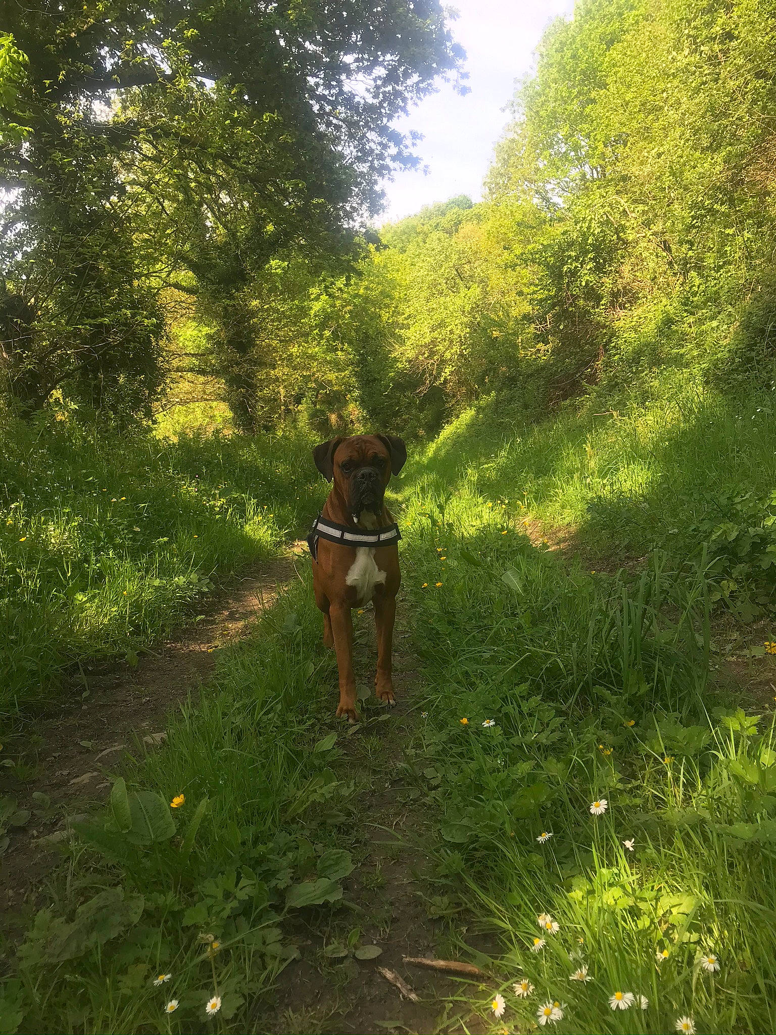 Nikka a rejoint le concours — aidez-le/la à gagner de superbes lots ! branch, fawn, flower, forest, grass, grass_family, grassland, groundcover, landscape, natural_landscape, people_in_nature, plant, plant_community, road, rural_area, shrub, tints_and_shades, tree, vegetation, wood