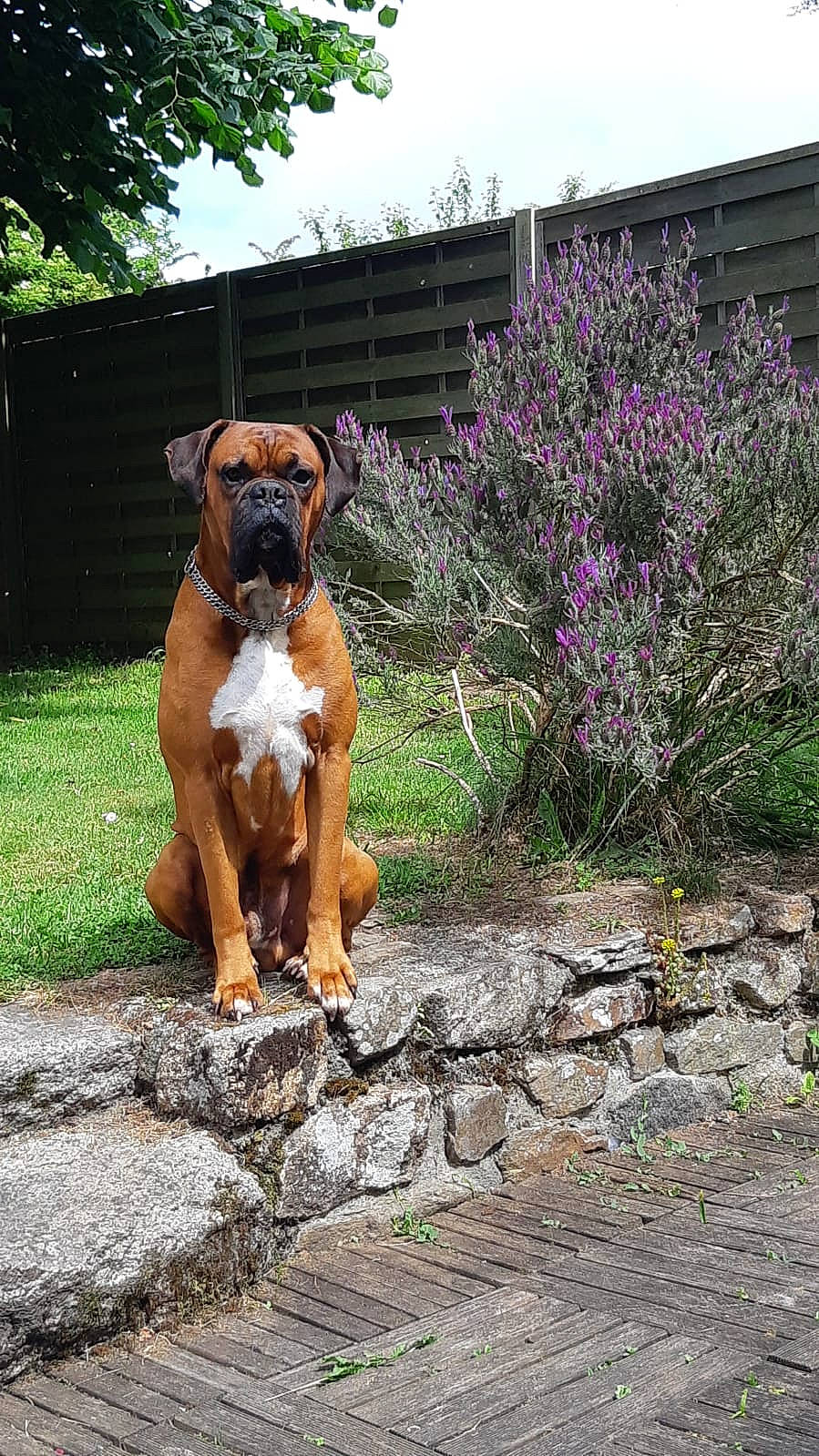Nikka a rejoint le concours — aidez-le/la à gagner de superbes lots ! art, boxer, canidae, carnivore, companion_dog, dog, dog_breed, fawn, flower, grass, groundcover, landscape, liver, plant, shrub, sky, snout, sporting_group, tree, working_animal
