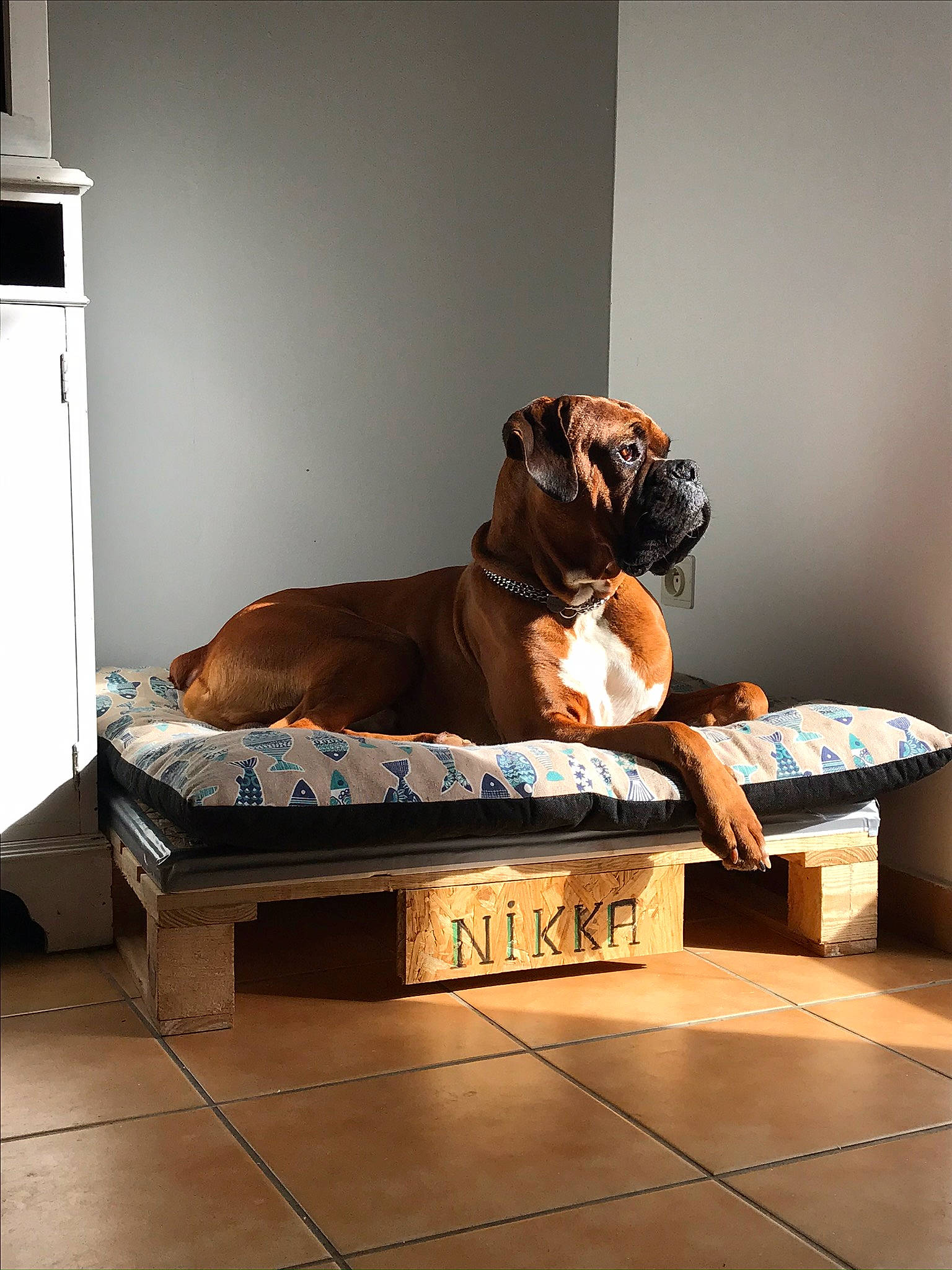 Nikka participe au concours pour gagner de l'argent avec cette photo : art, carnivore, comfort, companion_dog, couch, dog, dog_breed, fawn, floor, flooring, hardwood, liver, living_room, rectangle, room, sporting_group, studio_couch, table, wood, working_animal