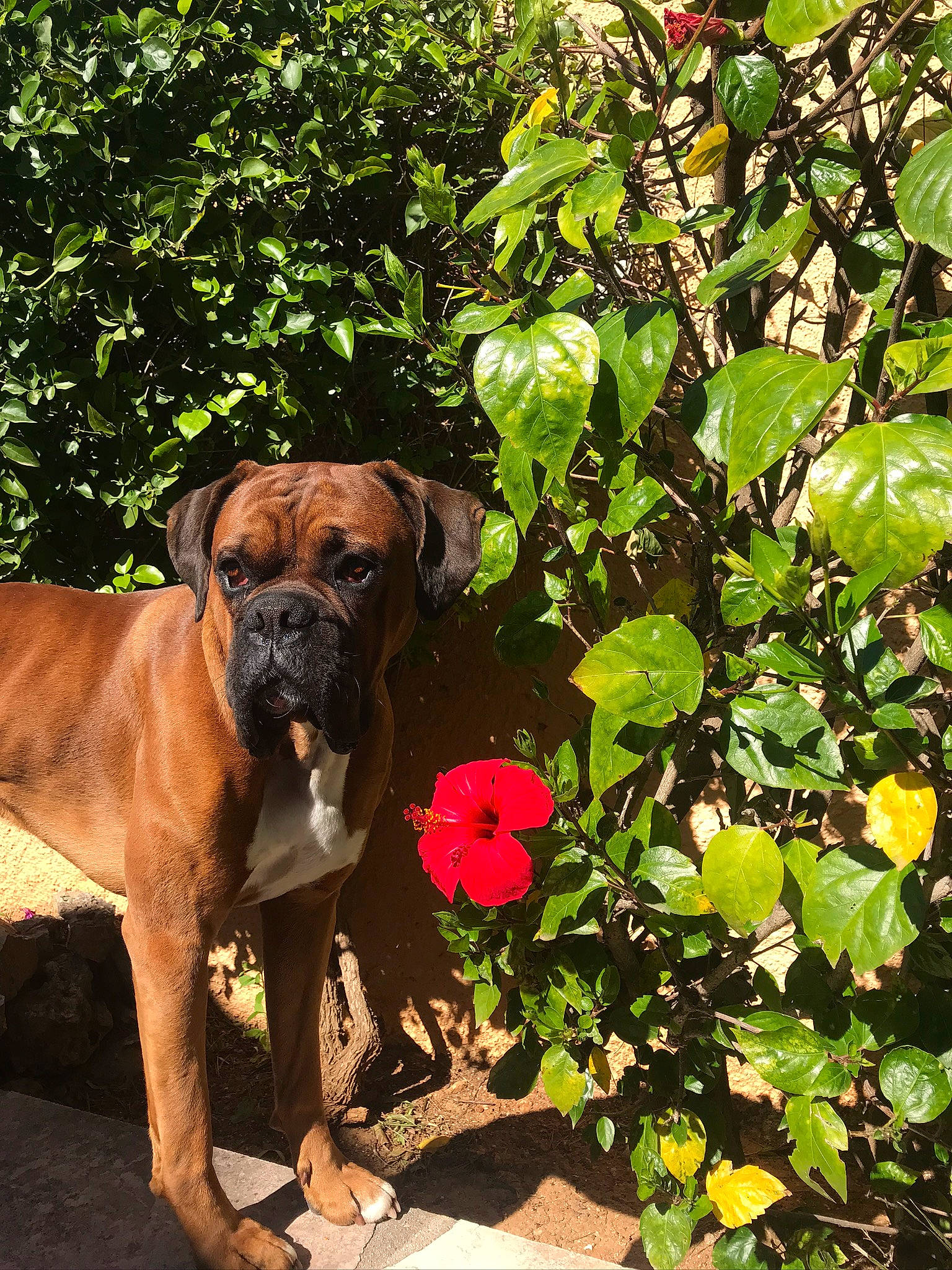 Nikka participe au concours pour gagner de l'argent avec cette photo : annual_plant, boxer, carnivore, companion_dog, dog, dog_breed, fawn, flower, flowering_plant, grass, groundcover, liver, petal, plant, rose, rose_family, shrub, sporting_group, tree, working_animal