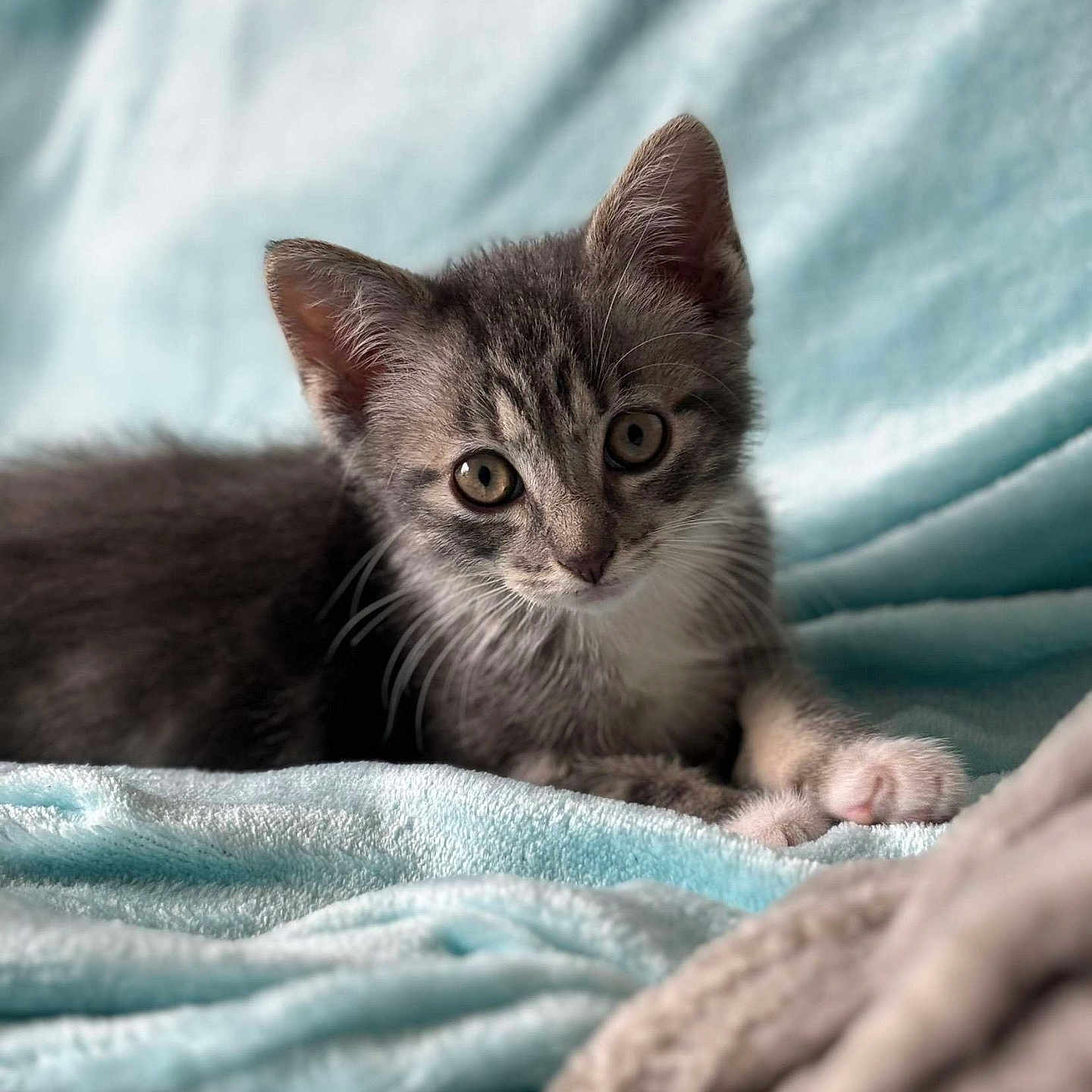 Hakaï participe au concours pour gagner de l'argent avec cette photo : abyssinian, animal, blanket, cat, kitten, manx, pet, quilt