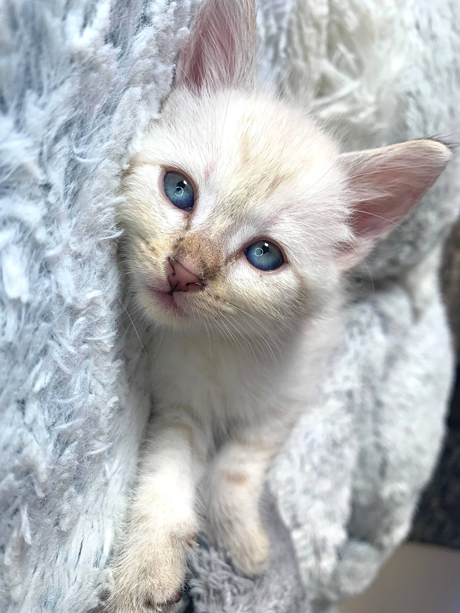 Olaf participe au concours pour gagner de l'argent avec cette photo : carnivore, cat, claw, close_up, domestic_short_haired_cat, eye, fawn, felidae, fur, head, iris, paw, small_to_medium_sized_cats, snout, terrestrial_animal, whiskers, window