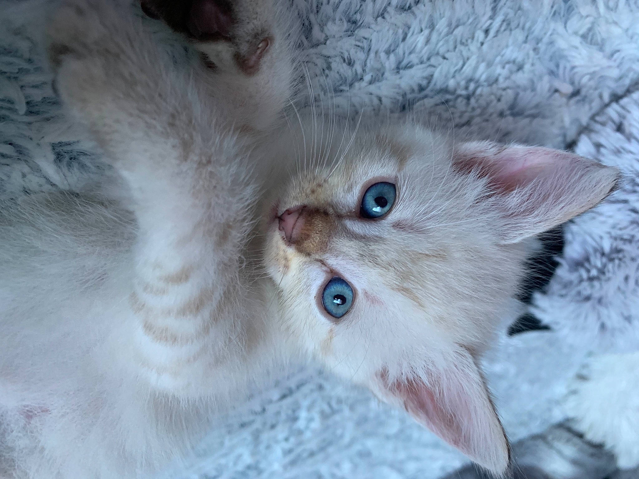 Olaf a rejoint le concours — aidez-le/la à gagner de superbes lots ! carnivore, cat, claw, domestic_short_haired_cat, ear, eye, fawn, felidae, freezing, fur, head, paw, plant, small_to_medium_sized_cats, snout, tree, whiskers