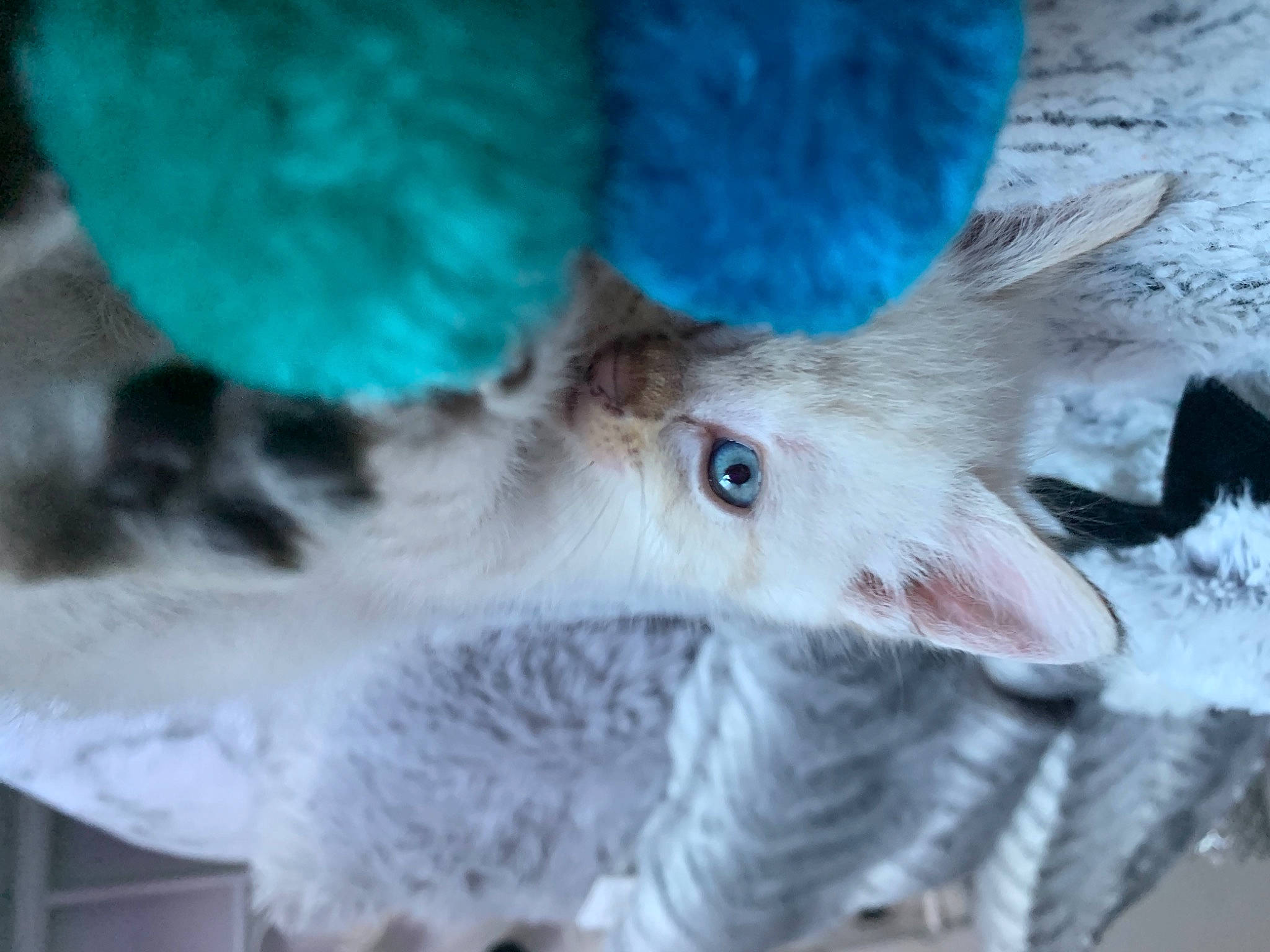 Olaf participe au concours pour gagner de l'argent avec cette photo : blue, carnivore, cat, claw, domestic_short_haired_cat, electric_blue, fashion_accessory, fawn, feather, felidae, fur, hat, paw, small_to_medium_sized_cats, snout, stuffed_toy, tail, whiskers, wing, winter