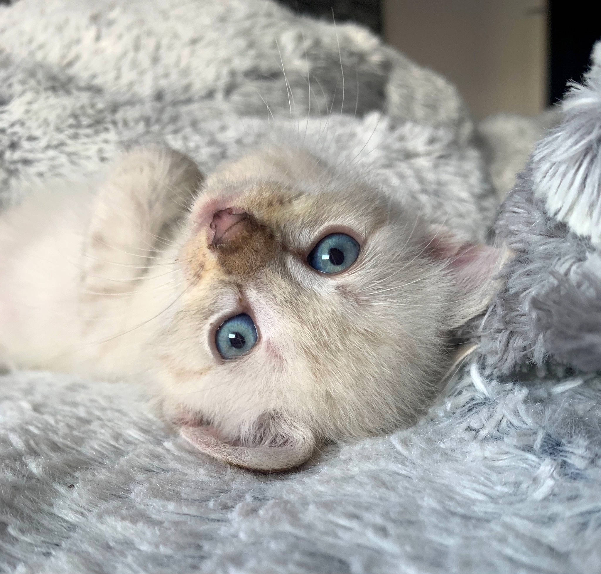 Olaf a rejoint le concours — aidez-le/la à gagner de superbes lots ! carnivore, cat, claw, comfort, domestic_short_haired_cat, eye, fawn, felidae, fur, head, paw, photo_caption, plant, scottish_fold, small_to_medium_sized_cats, snout, terrestrial_animal, whiskers, wildlife, window