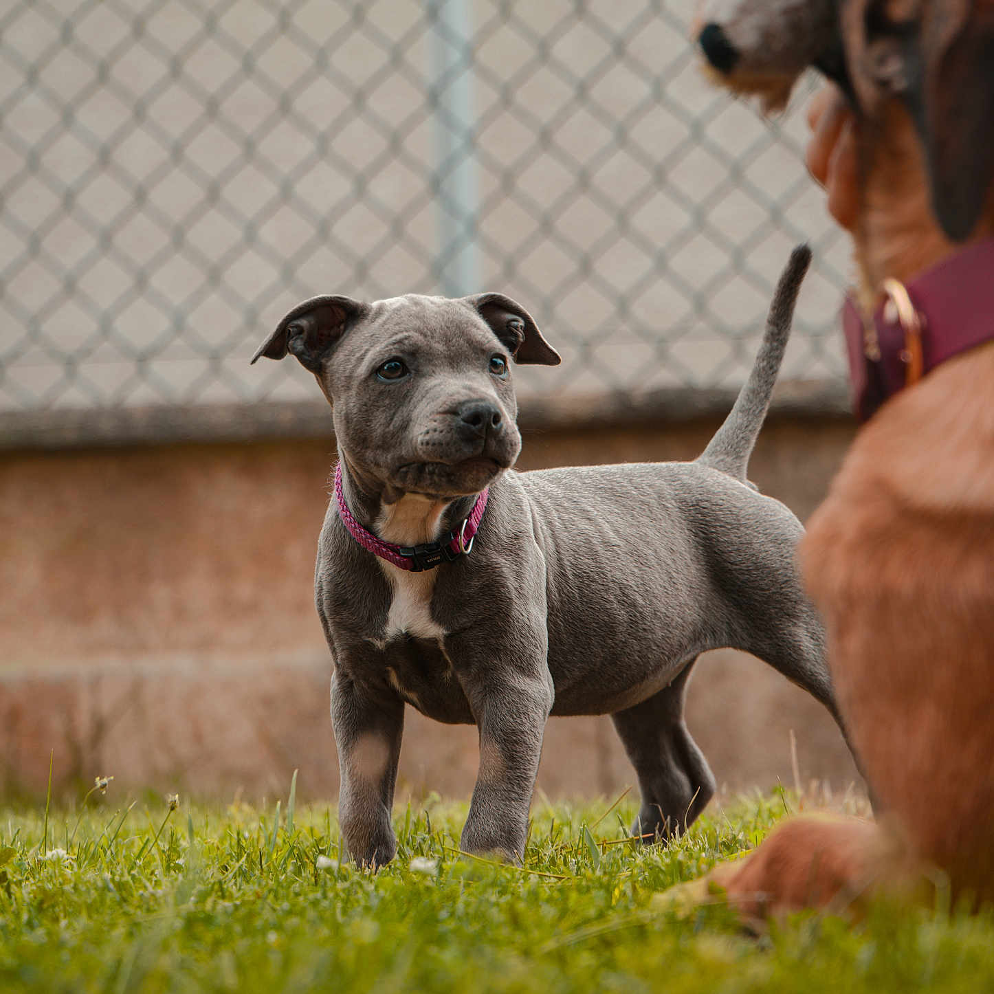 Akira participe au concours pour gagner de l'argent avec cette photo : alert, animal, brown_dog, canine, collar, companion, curious, cute, dog, fence, friendship, grass, nature, outdoor, pet, playful, puppy, toy, young_animal, young_dog