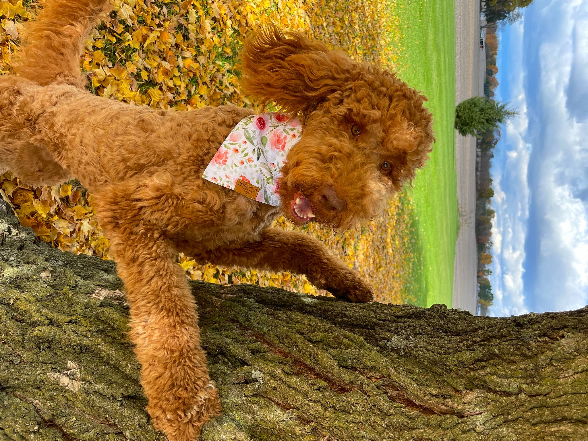 Nellie is registered to the contest to win money with this photo: art, canidae, carnivore, cloud, companion_dog, dog, dog_breed, fawn, grass, people_in_nature, plant, poodle, sky, snout, soil, sporting_group, terrestrial_animal, toy, water_dog, working_animal