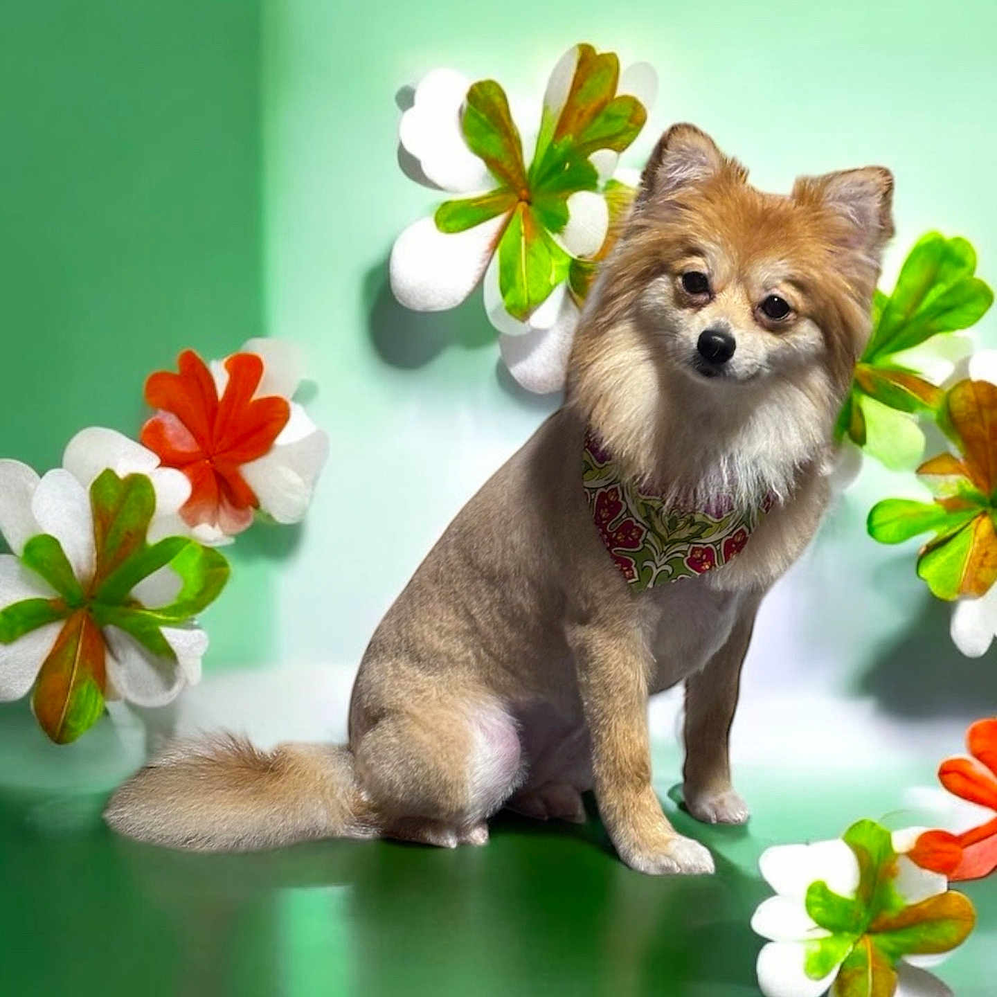 Lindy is registered to the contest to win money with this photo: animal, art, canine, dog, dogbed, figurine, flower, flowerarrangement, food, foodpresentation, fox, geranium, handicraft, kitfox, leaf, pet, petal, plant, puppy, redfox