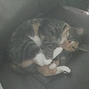 Mila joined the competition — help win amazing prizes! cat, feline, sleeping, chair, indoor, pet, cozy, curled_up, tabby, white_paws, fur, resting, animal, domestic, relaxing, cute, quiet, soft, home, comfort