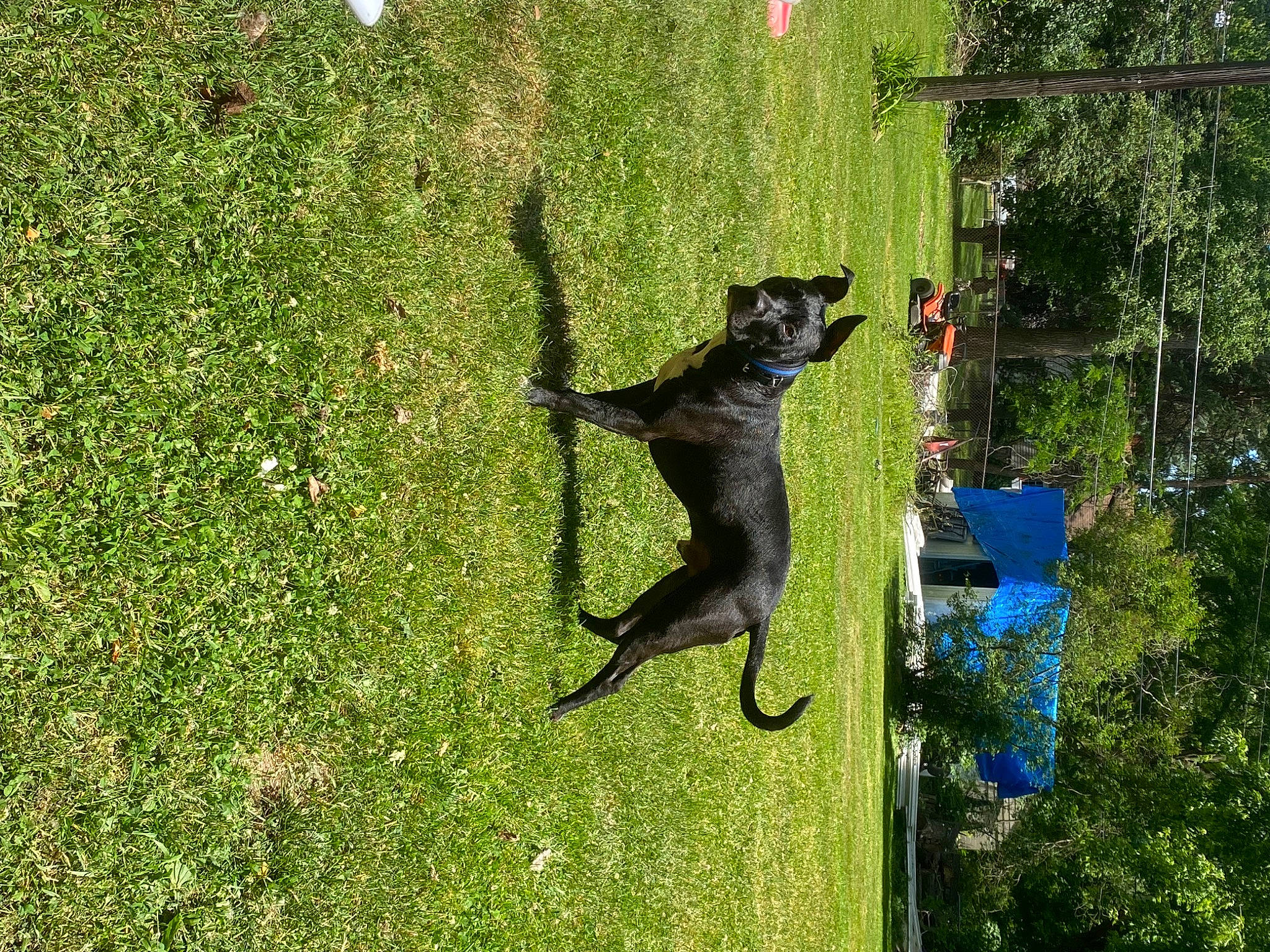 Ripley is registered to the contest to win money with this photo: animal_sports, canidae, carnivore, dog, dog_breed, dog_sports, grass, groundcover, guard_dog, leisure, people_in_nature, plant, recreation, shadow, shrub, sporting_group, sports, tail, tree, working_dog