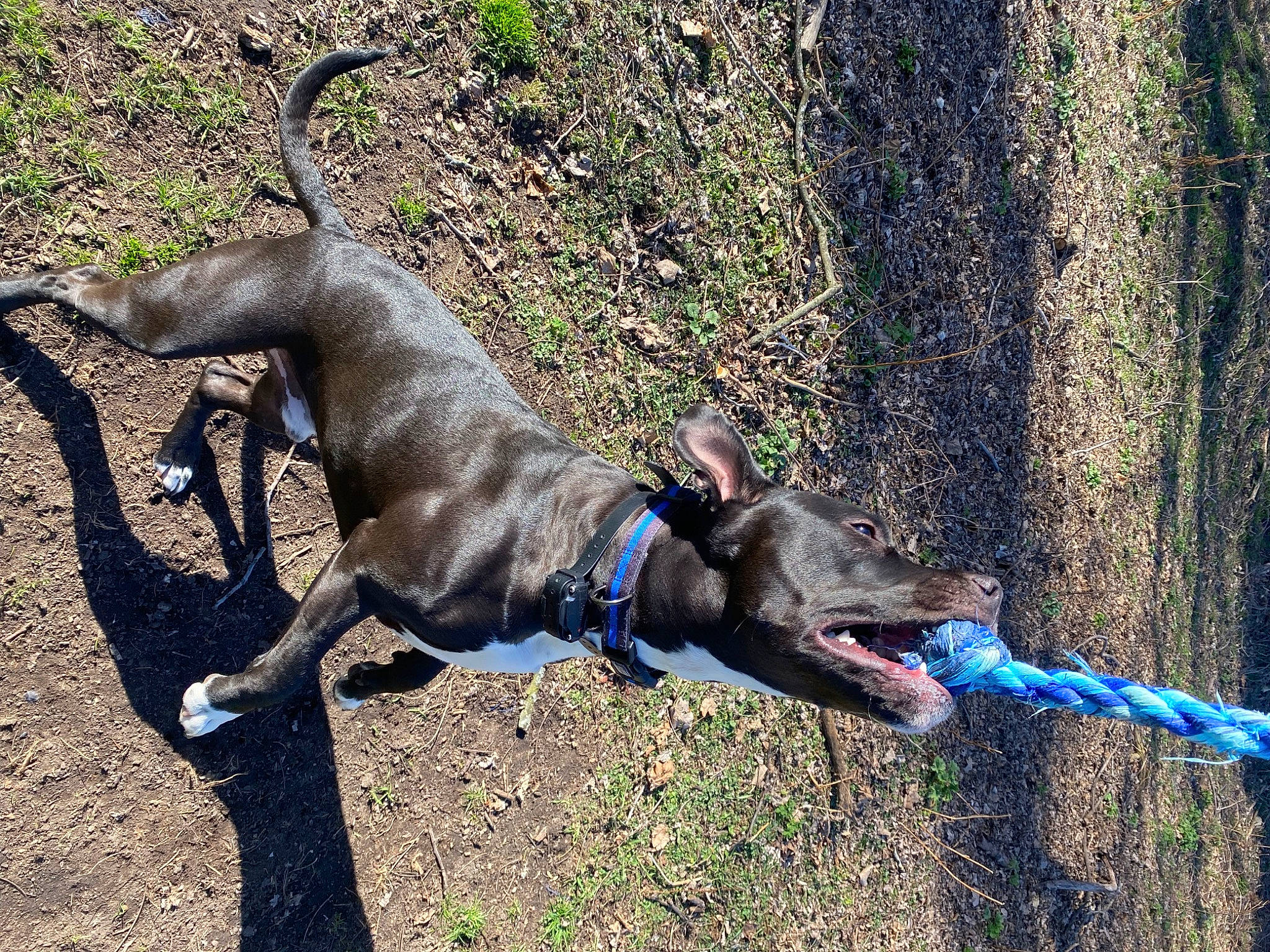 Ripley joined the competition — help win amazing prizes! carnivore, collar, companion_dog, dog, dog_breed, dog_collar, dog_supply, electric_blue, fawn, grass, leash, magyar_agar, pet_supply, plant, rampur_greyhound, sighthound, snout, sporting_group, tail, working_animal