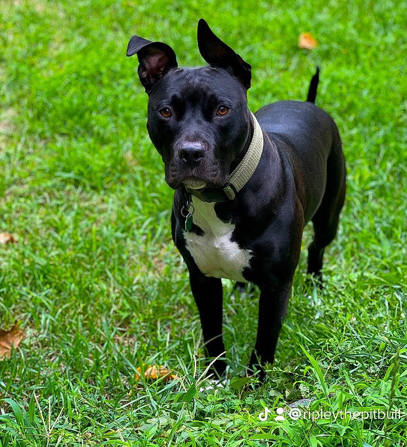 Ripley joined the competition — help win amazing prizes! canidae, carnivore, collar, companion_dog, dog, dog_breed, dog_collar, dog_supply, fawn, grass, groundcover, leash, pet_supply, plant, snout, sporting_group, tail, terrestrial_animal, whiskers, working_animal