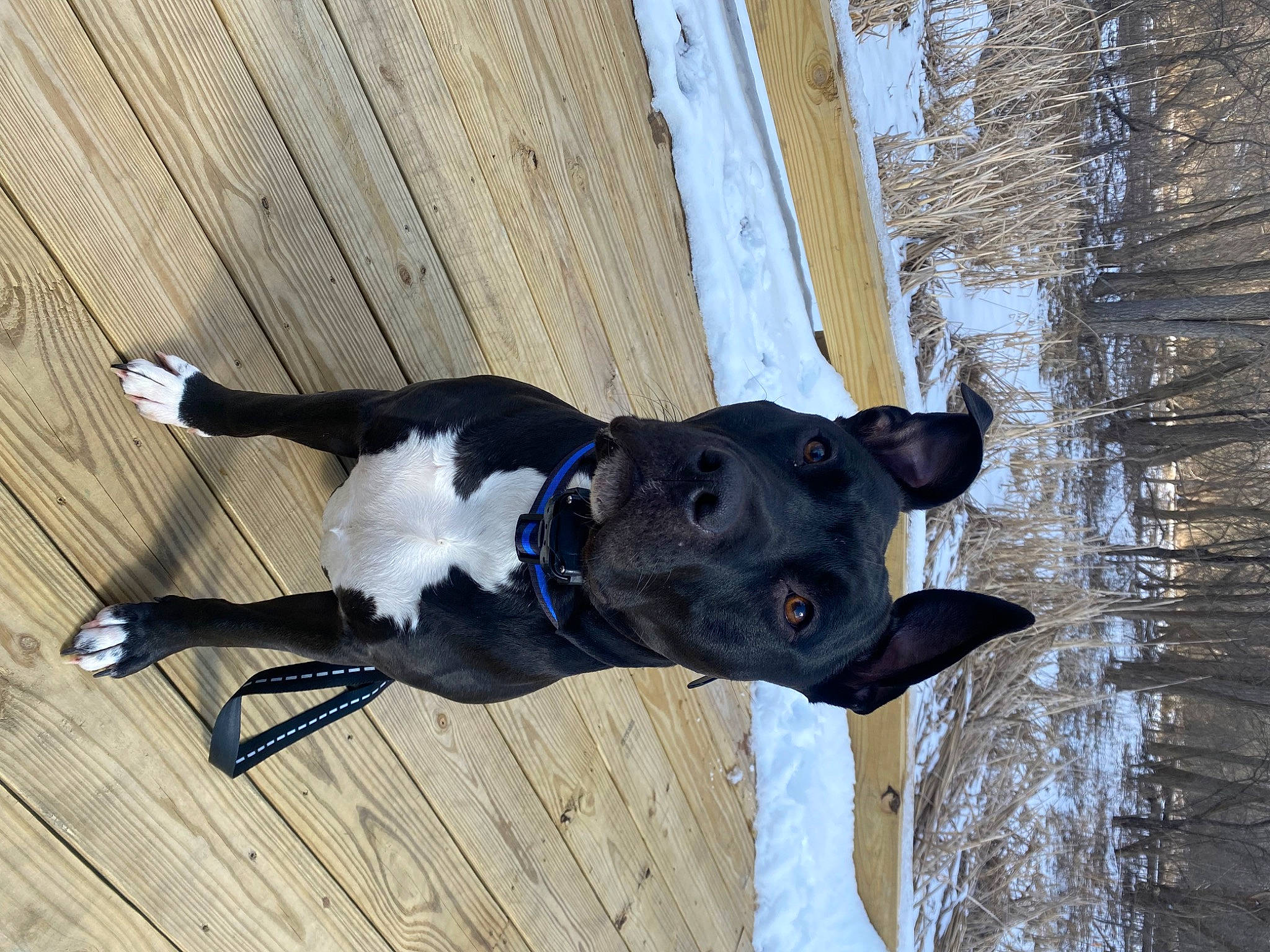 Ripley is registered to the contest to win money with this photo: canidae, carnivore, collar, companion_dog, dog, dog_breed, dog_collar, dog_supply, electric_blue, fawn, hardwood, pet_supply, snout, snow, sporting_group, tail, tree, winter, wood, working_animal