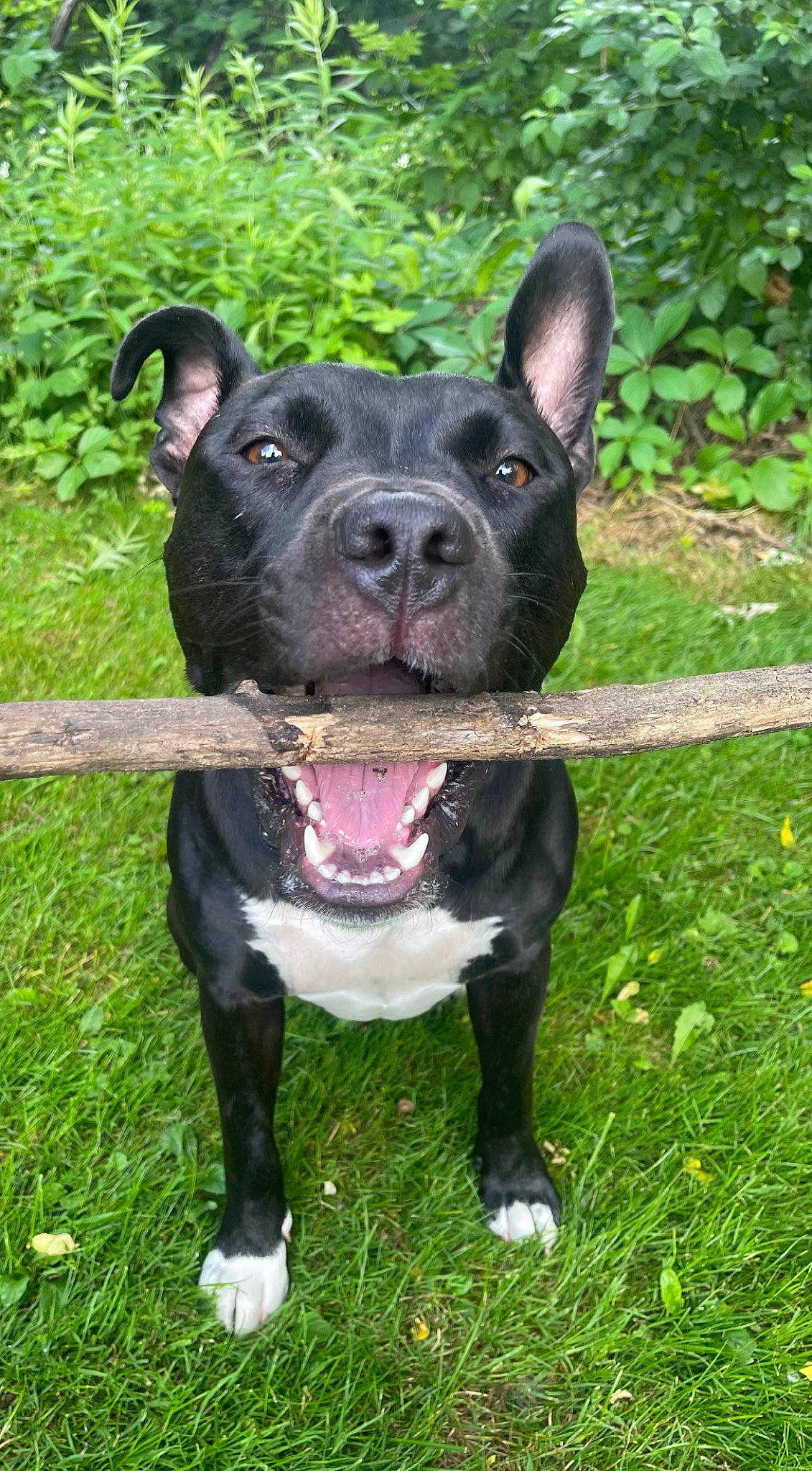 Ripley joined the competition — help win amazing prizes! bulldog, canidae, carnivore, collar, companion_dog, dog, dog_breed, dog_collar, fashion_accessory, fawn, grass, plant, snout, sporting_group, tail, terrestrial_animal, terrier, whiskers, working_animal, working_dog