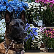 Xena joined the competition — help win amazing prizes! dog, belgian_malinois, flower, flowers, bouquet, colorful, nature, pet, animal, canine, collar, harness, leash, ears, alert, brown, black, indoor, vase, plant