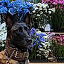 dog, belgian_malinois, flower, flowers, bouquet, colorful, nature, pet, animal, canine, collar, harness, leash, ears, alert, brown, black, indoor, vase, plant