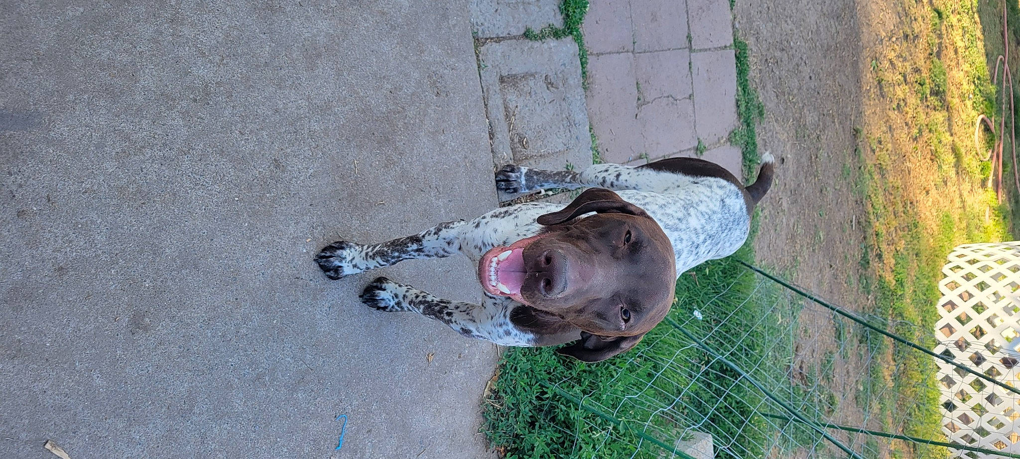 Junior is registered to the contest to win money with this photo: asphalt, canidae, carnivore, concrete, dog, dog_breed, fawn, grass, non_sporting_group, plant, road_surface, sidewalk, snout, sporting_group, tail, water, working_animal