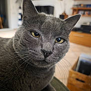 Junior participe au concours pour gagner de l'argent avec cette photo : cat, gray_cat, close_up, indoor, pet, feline, yellow_eyes, fur, whiskers, face, ears, nose, relaxed, home, furniture, cushion, blurred_background, domestic_animal, portrait, animal