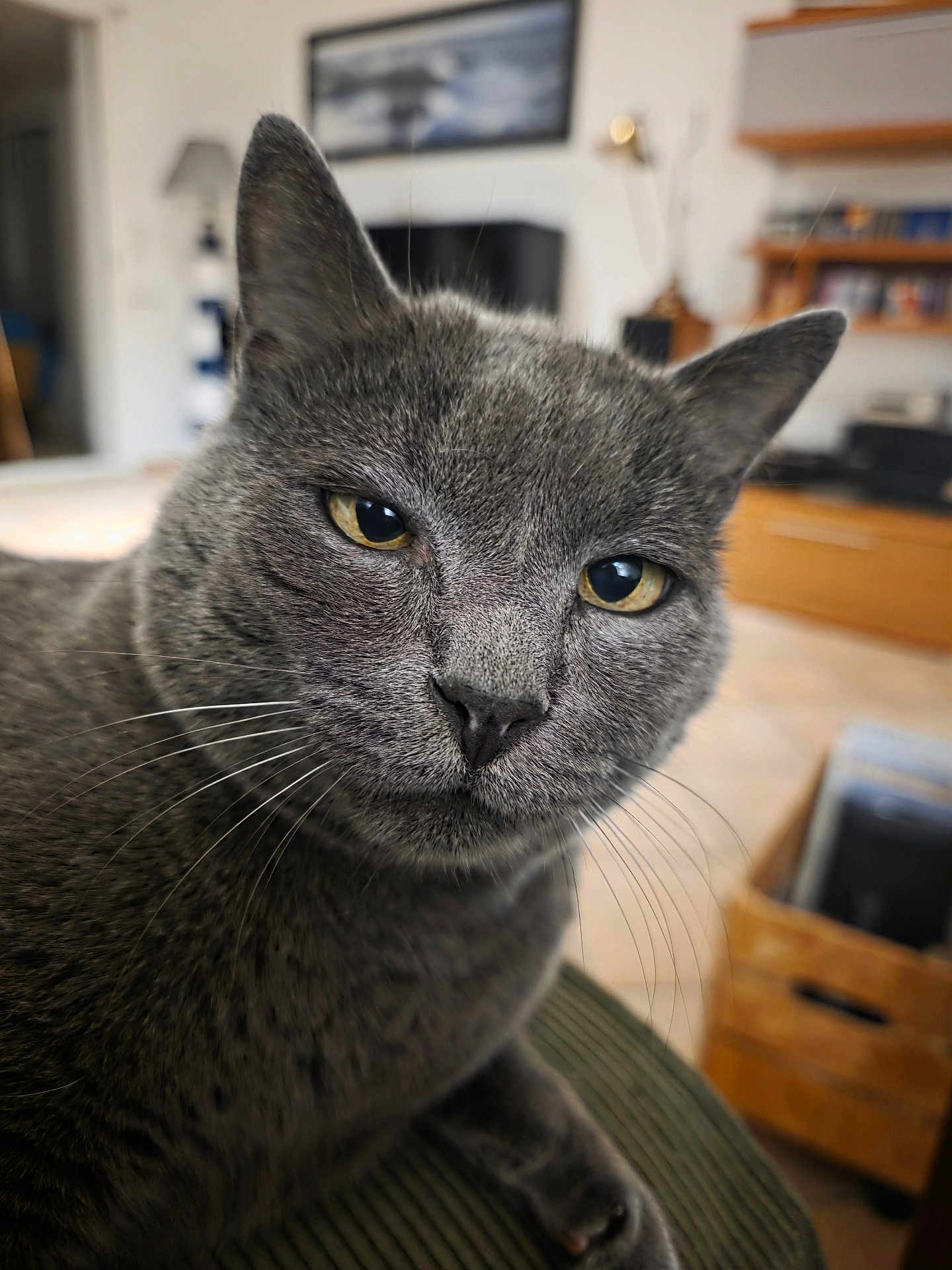 Junior participe au concours pour gagner de l'argent avec cette photo : cat, gray_cat, close_up, indoor, pet, feline, yellow_eyes, fur, whiskers, face, ears, nose, relaxed, home, furniture, cushion, blurred_background, domestic_animal, portrait, animal