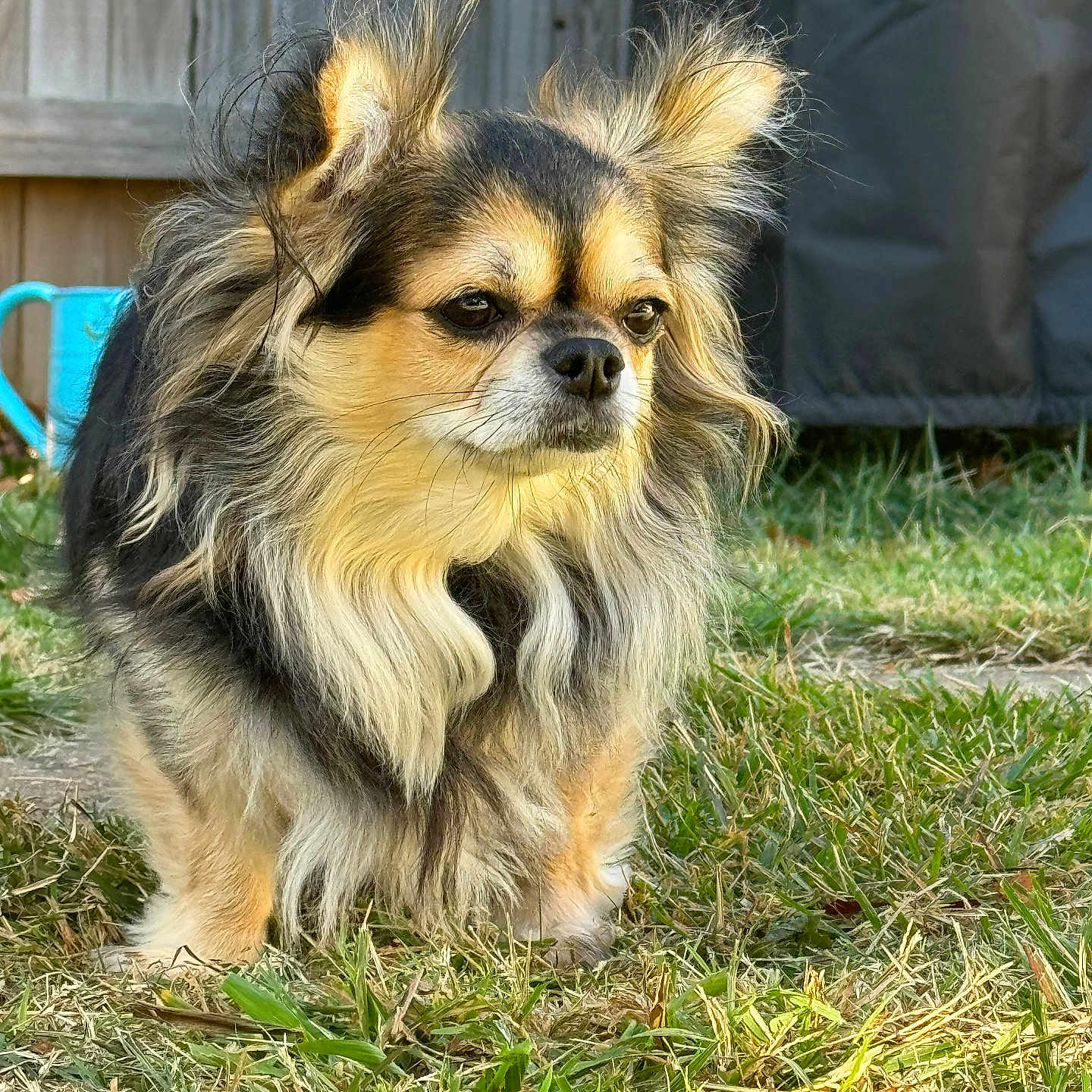 Gabbi joined the competition — help win amazing prizes! affenpinscher, animal, backyard, canine, chihuahua, cockerspaniel, dog, fence, grass, lawn, nature, outdoors, papillon, pet, plant, puppy, summer, terrier, vegetation, yard