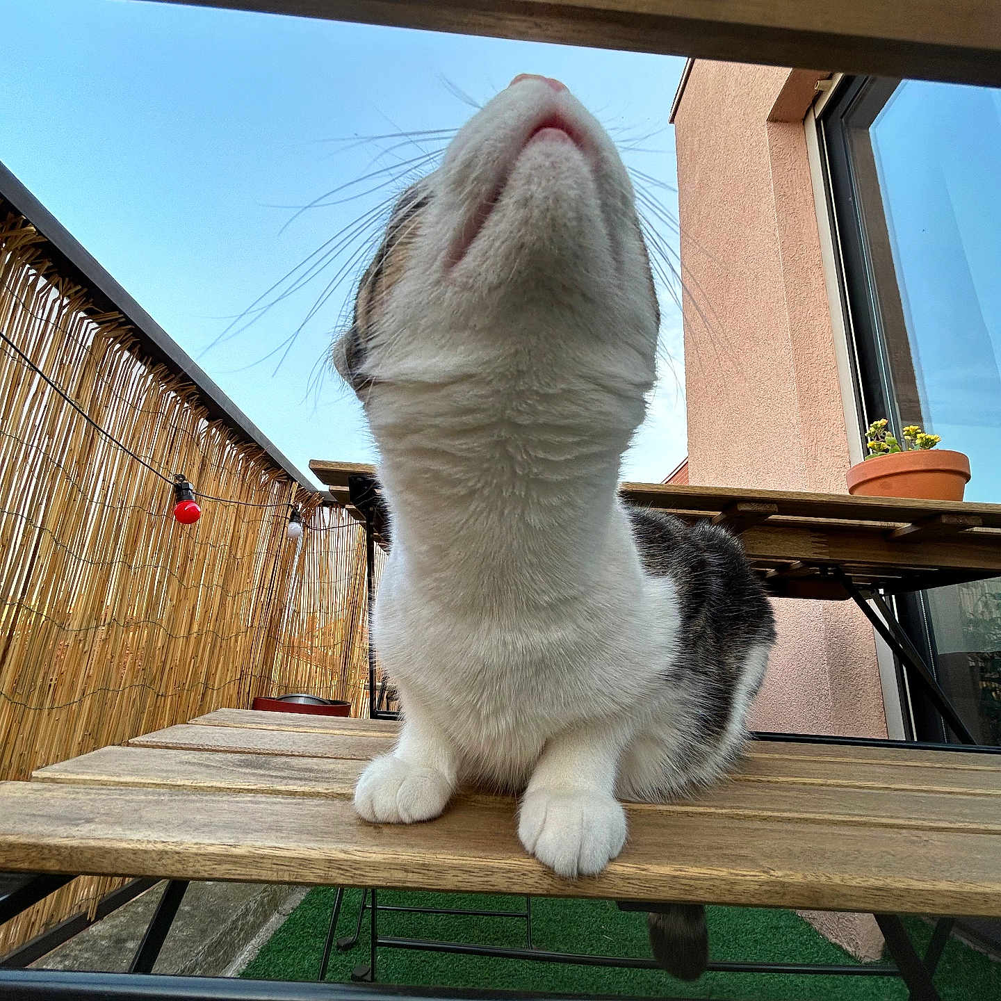 Nino participe au concours pour gagner de l'argent avec cette photo : animal, architecture, building, cat, diningtable, furniture, hardwood, house, housing, indoors, interiordesign, kitten, outdoors, pet, plant, plywood, porch, shelter, table, wood