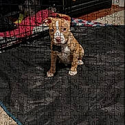 King joined the competition — help win amazing prizes! puppy, dog, pet, sitting, spotted_coat, brown_and_white, animal, jigsaw_puzzle, puzzle_pieces, cushion, dog_bed, indoor, kennel, crate, home, mobile_screenshot, shopping_page, product_listing, photograph, cute