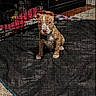 puppy, dog, pet, sitting, spotted_coat, brown_and_white, animal, jigsaw_puzzle, puzzle_pieces, cushion, dog_bed, indoor, kennel, crate, home, mobile_screenshot, shopping_page, product_listing, photograph, cute