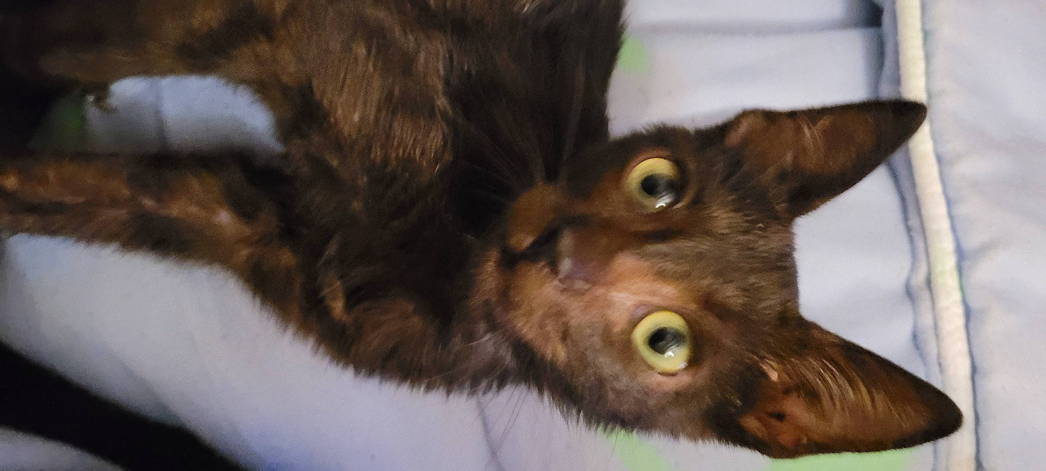 Uno participe au concours pour gagner de l'argent avec cette photo : black_cat, carnivore, cat, claw, domestic_short_haired_cat, ear, felidae, fur, havana_brown, small_to_medium_sized_cats, snout, terrestrial_animal, whiskers, wildlife