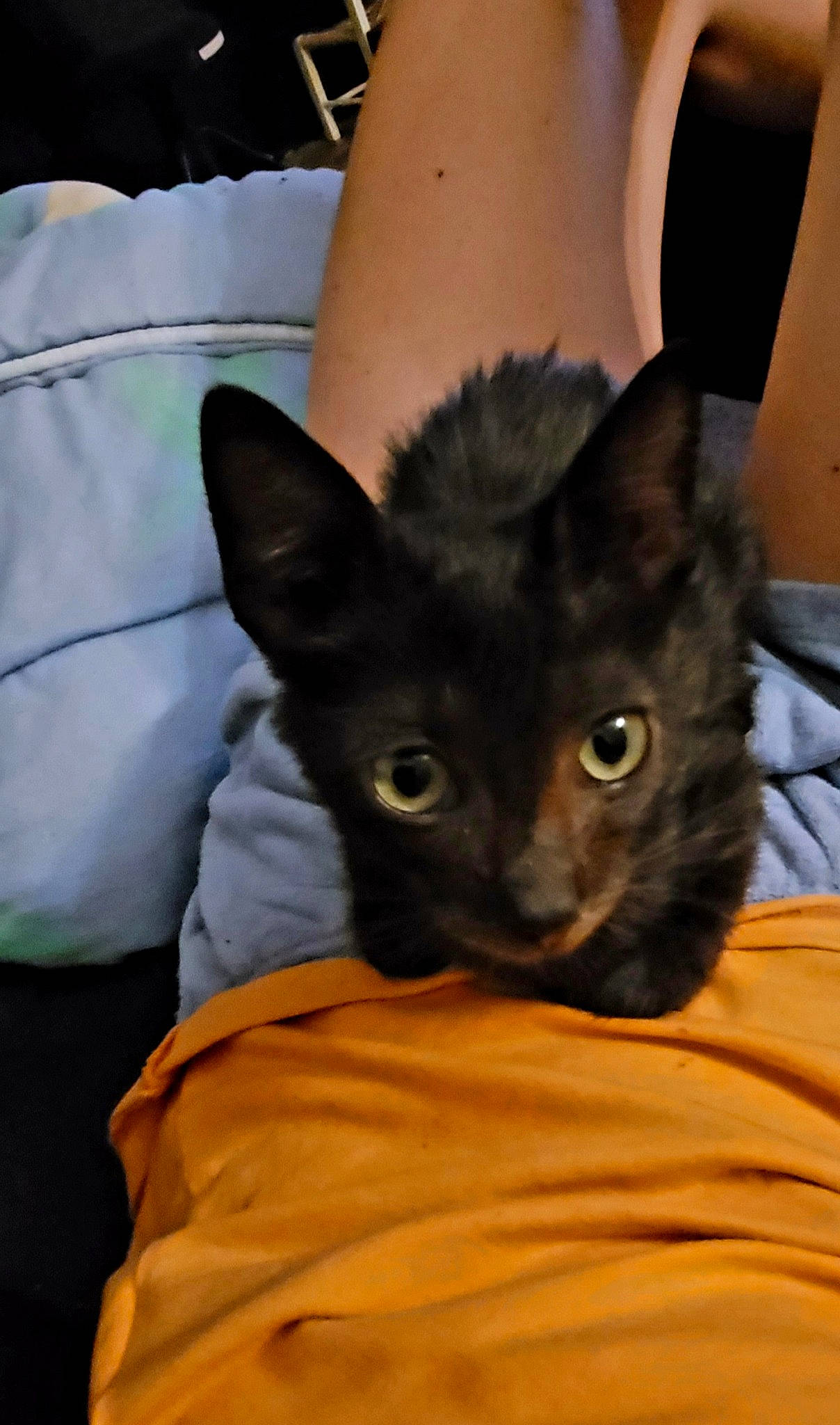 Uno participe au concours pour gagner de l'argent avec cette photo : black_cat, carnivore, cat, claw, comfort, domestic_short_haired_cat, ear, eye, fawn, felidae, fur, havana_brown, head, human_body, human_leg, small_to_medium_sized_cats, snout, tail, whiskers